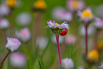 In the world  of Ladybirds