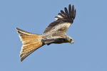 Red Kite