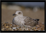 Juvenile Heron Gull