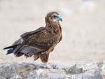 Imm Bateleur