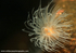 UML009: Sealoch anemone