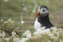 Puffin 5