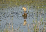 Squacco Heron