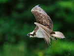 Rothiemurchus Osprey in flight