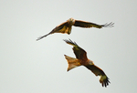 Red Kites