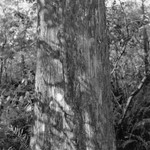Corkscrew Swamp Sanctuary 2012