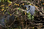 Flying Tricolored Heron, Wakodahatchee Wetlands, Florida