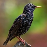 Starling (02)