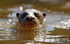 Giant otter