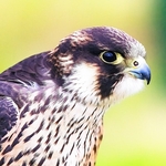 BBR-04-Peregrin Falcon