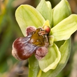 Bumble-bee orchid (Ophrys bombyliflora)