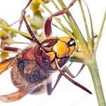 European hornet (Vespa crabro) MYN