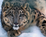 Snow Leopard