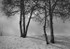 Trees (Snowmass)