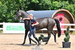 Wednesday Trot Up portfolio