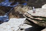 Dolphin Gull standing on ledge, Carcass Island, Falklands
