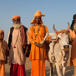 Holy Cow with extra legs and Sadhus, India