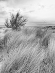 Culbin Forest Dunes