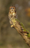 TAWNY OWL
