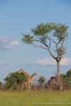 Giraffe feeding under tree