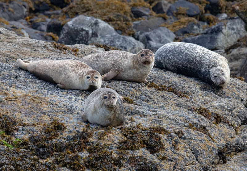 Common Seal - Isle of Skye - Scotland