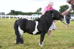 Class 60: Coloured Pony 4yrs & over portfolio