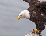 Launching Eagle 148-2790
