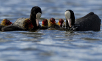 COOTS