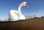 Urban Swans in Bristol Marina_0004