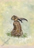 Spring in the Hare