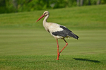 White Stork