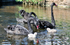 DW10 - Black Swans and four day old cygnets at Dawlish i