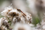 Common Darter Dragonfly amongst the foliage
