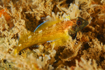 Tripterygion delaisi male