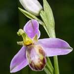 Bee Orchid Variation (Ophrys apifera var tilaventina).