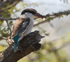 Striped Kingfisher perched on a broken tree stump