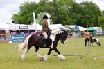 SBM_02600