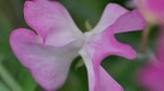 Sweet Pea