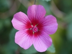 Mallow Close Up