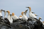 Gannets