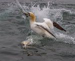 Gannets 5
