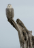 Snowy Owl 2012-3