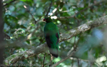 Pavonine Quetzal
