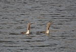 Red-throated Divers