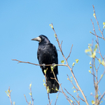 17th April Rook