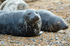 Common Seals