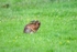 Brown Hare