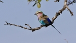 LilacBreasted Roller On Branch SA