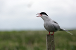 SBT002: Arctic tern