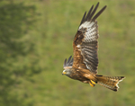 Red Kite